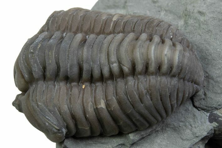 Long Curled Flexicalymene Trilobite - Mt Orab, Ohio #375288